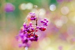 　Japanese　 beauty　berry　♪