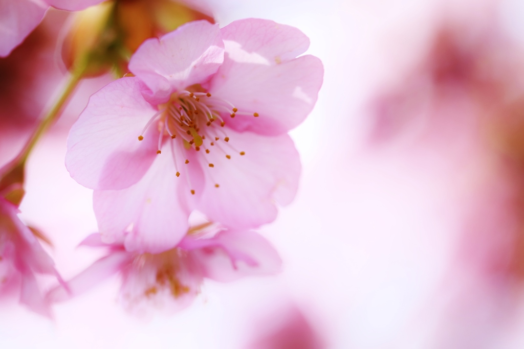 　春に桜が咲くように・・