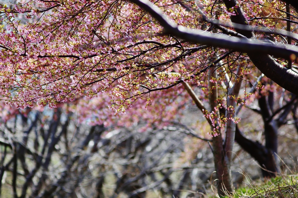  春に　桜が咲くように・・