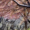  春に　桜が咲くように・・