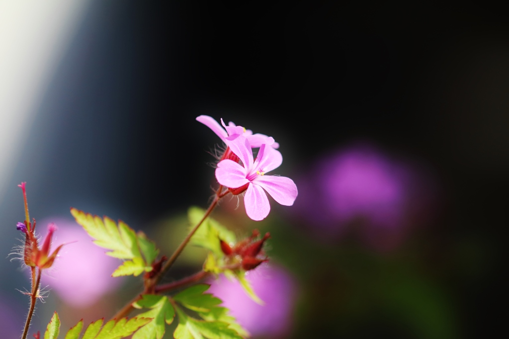 　dear・・・