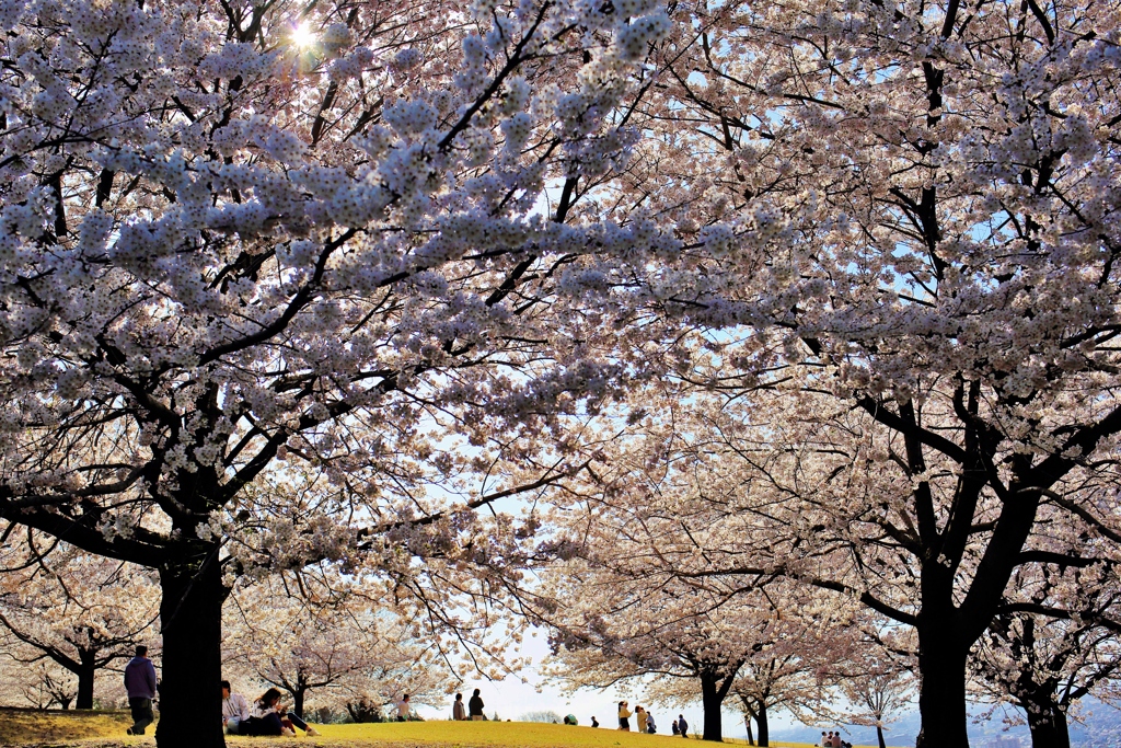 　桜の樹の下で