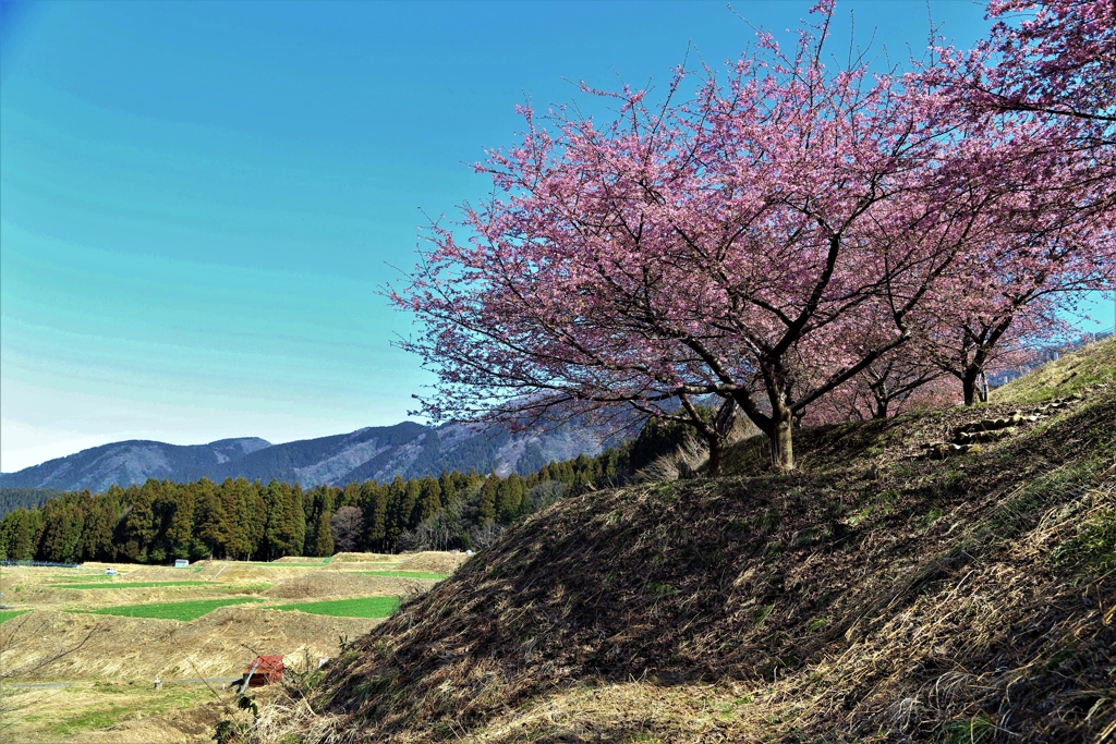 　野山の春