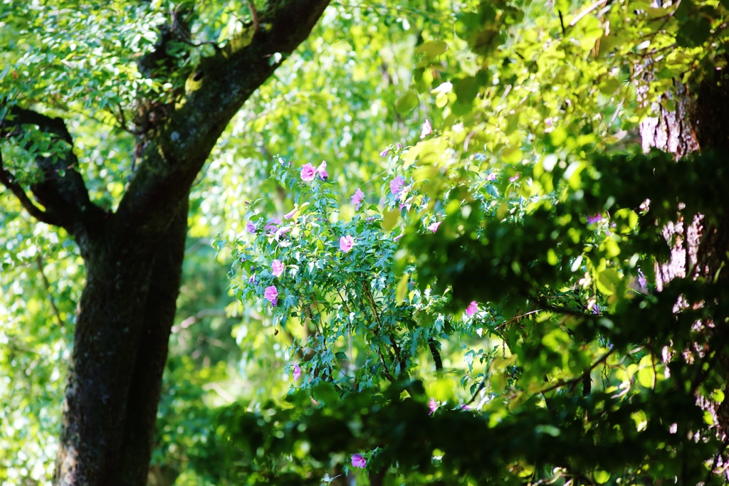 　心の中　花を咲かそう