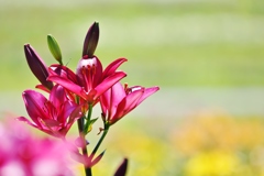  高嶺の花