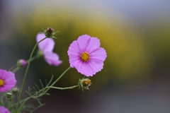 　秋桜