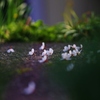 　花の命は　みじかくて・・