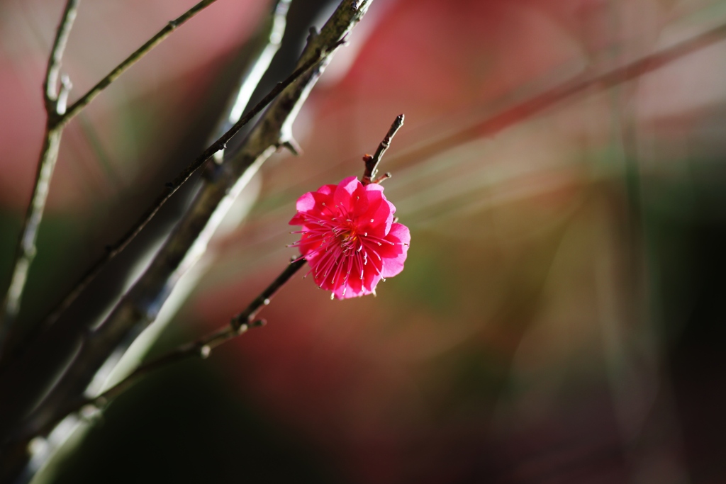 　紅一点