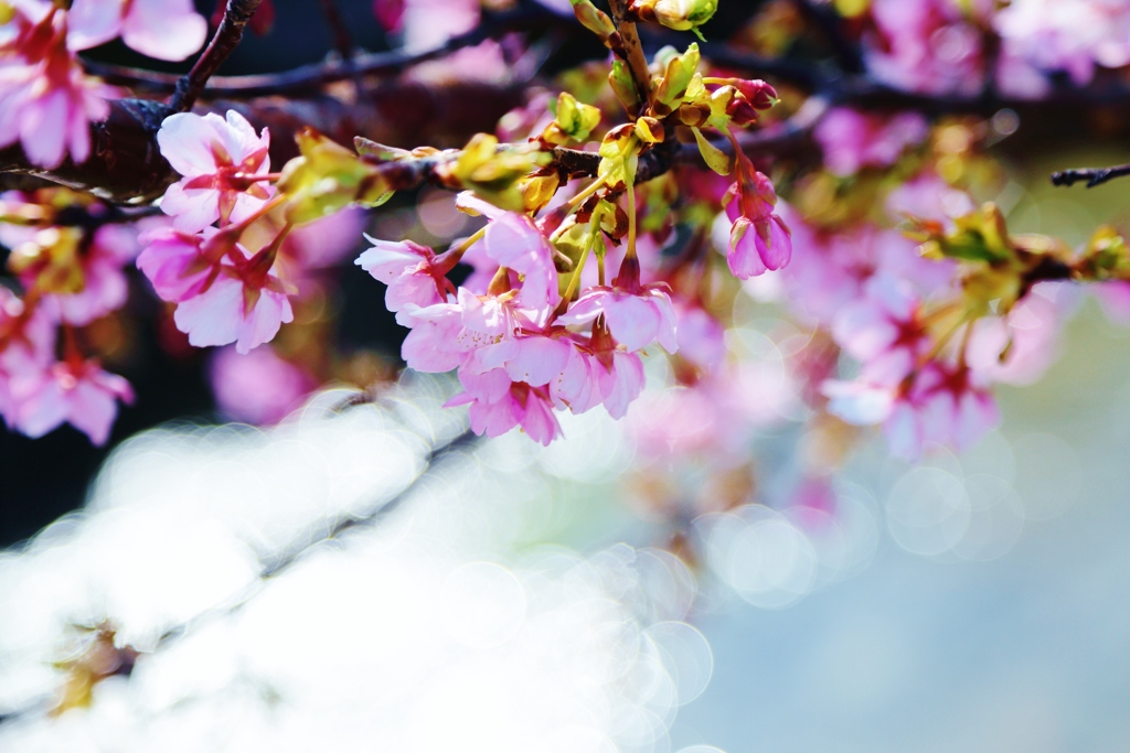 春に桜が　咲くように・・