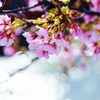 春に桜が　咲くように・・