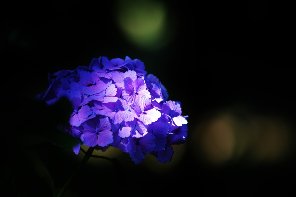 　紫陽花