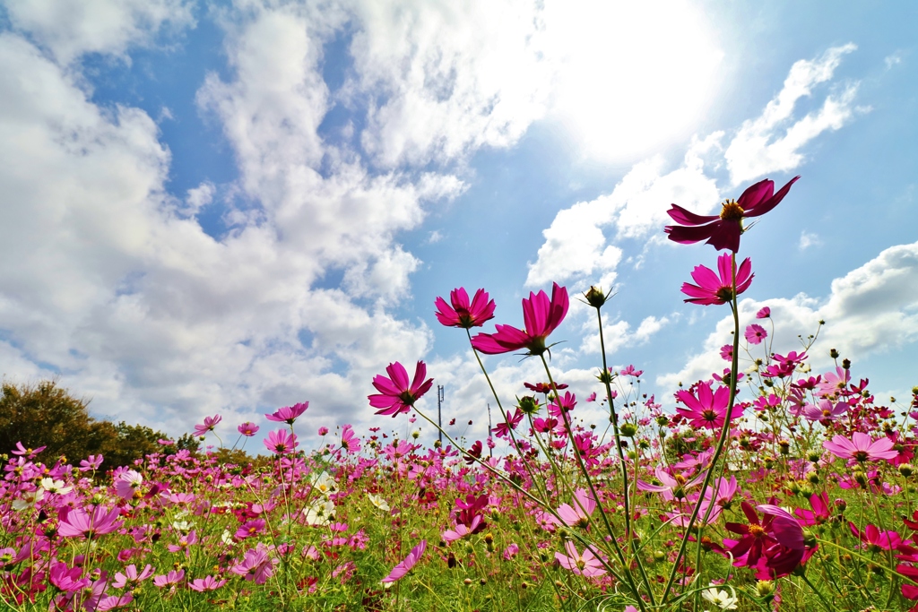 　花ざかりの君たちへ