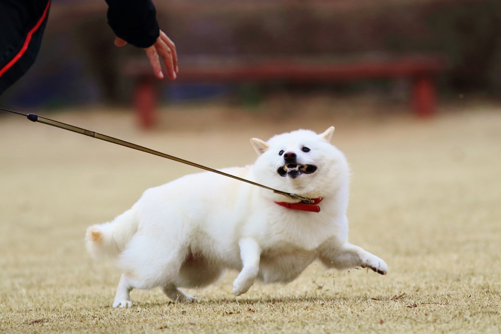 　変な　顔　(;^ω^)
