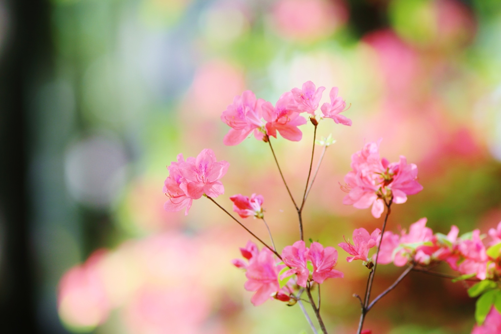 　花時間