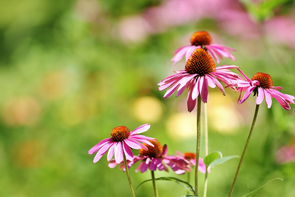 　healing 　Flowers