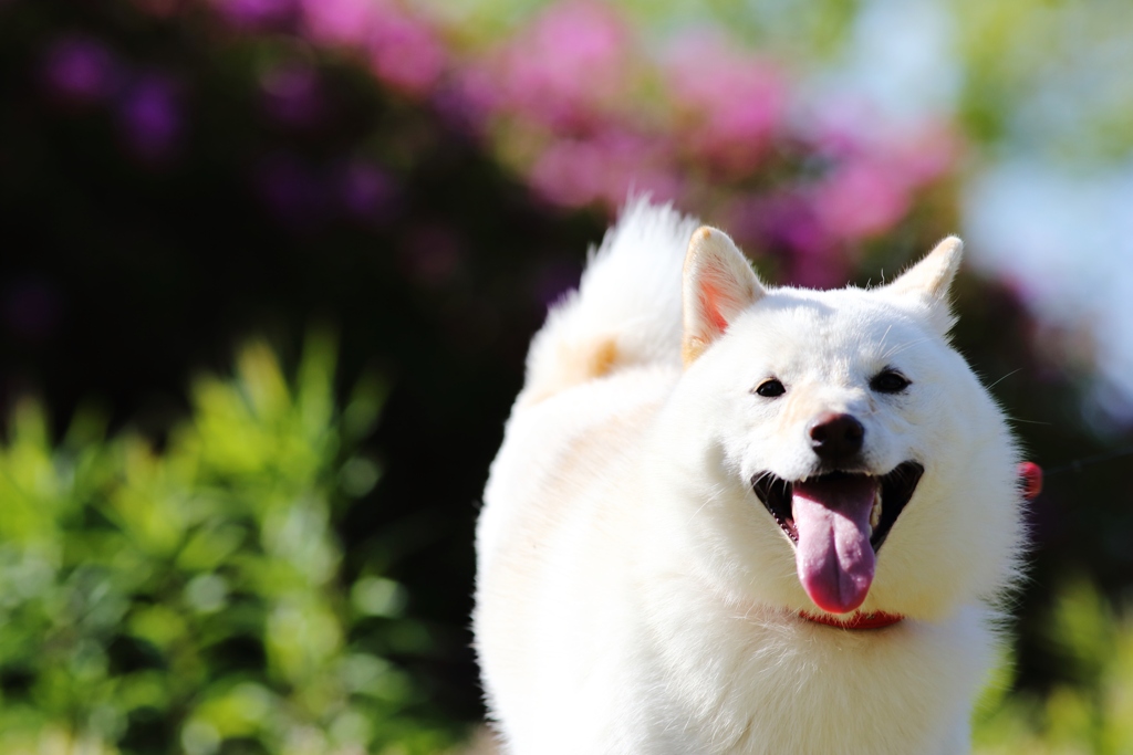 　飼い犬は　天から舞い降りた　天使