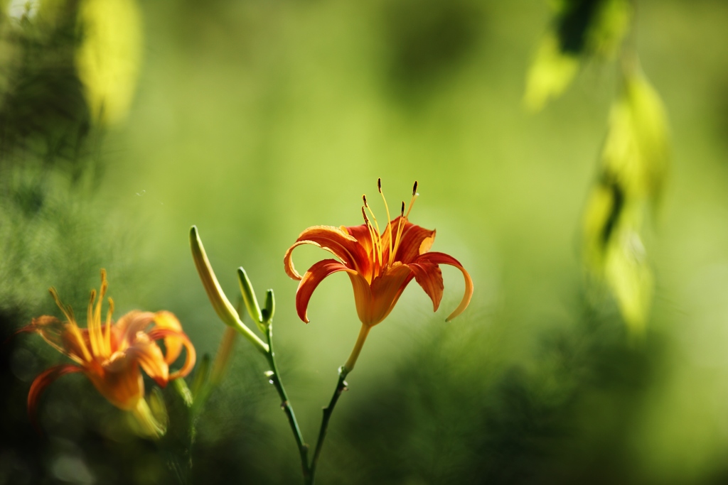 　花時間