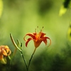 　花時間