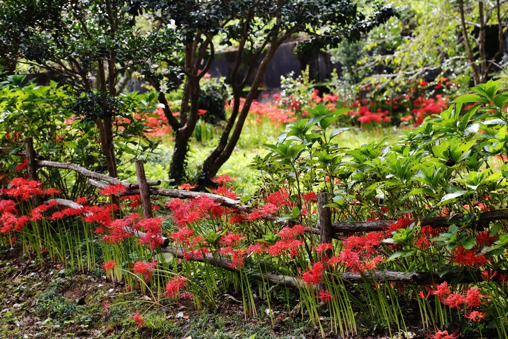 　彼岸花の咲く頃に・・