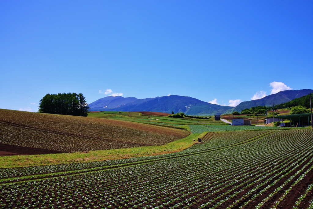 　田園風景