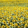太陽が　いっぱい　ヽ(^o^)丿　♪