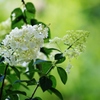 　 紫陽花