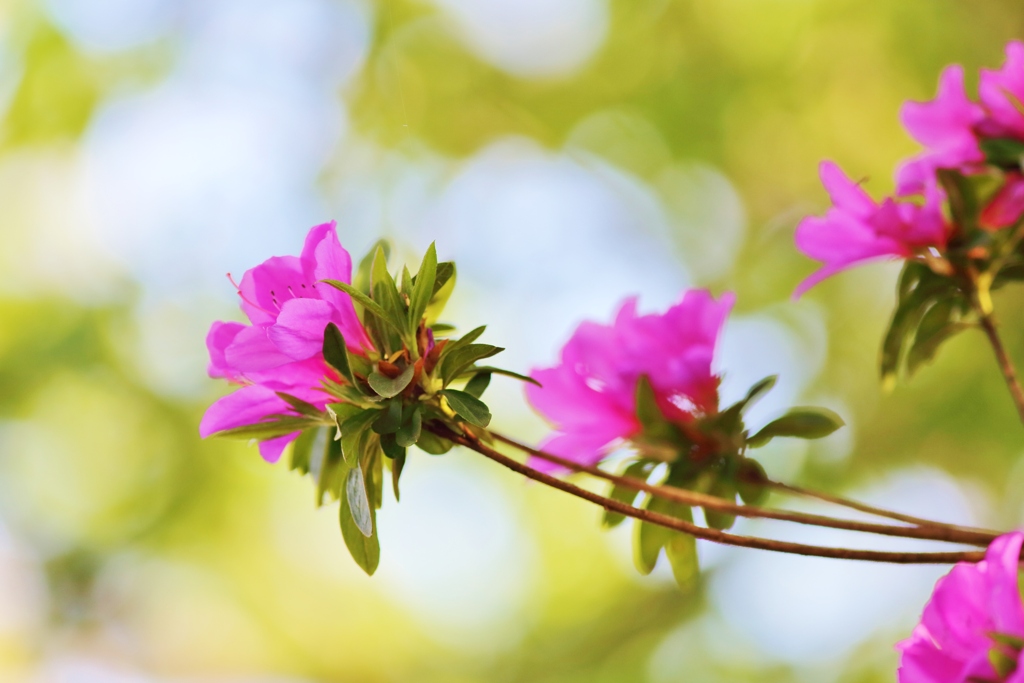 　花時間