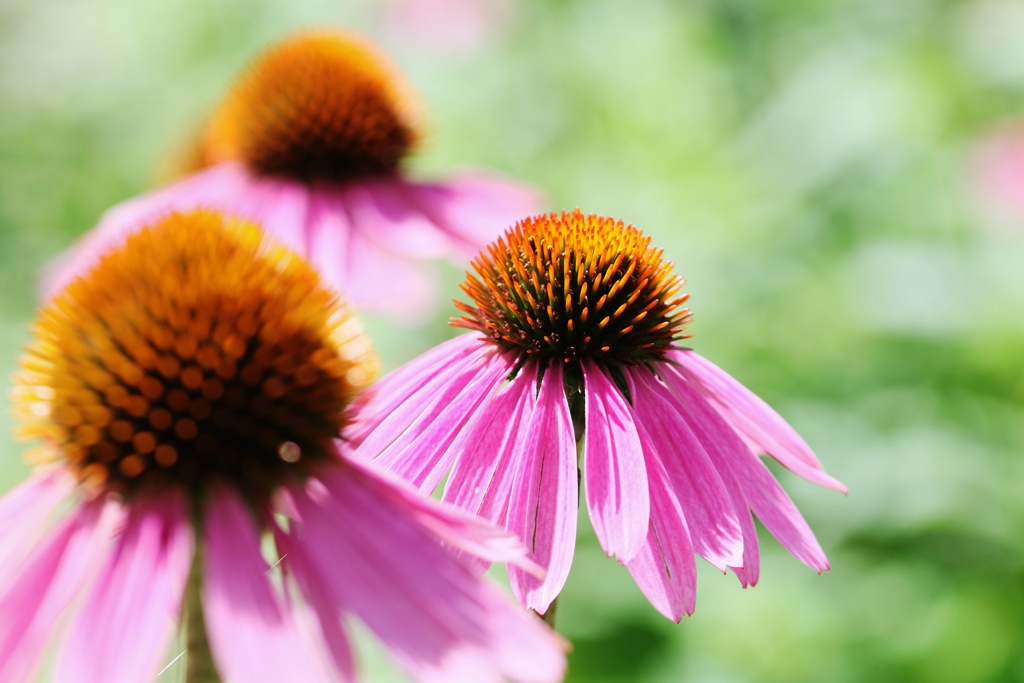 　夏の花