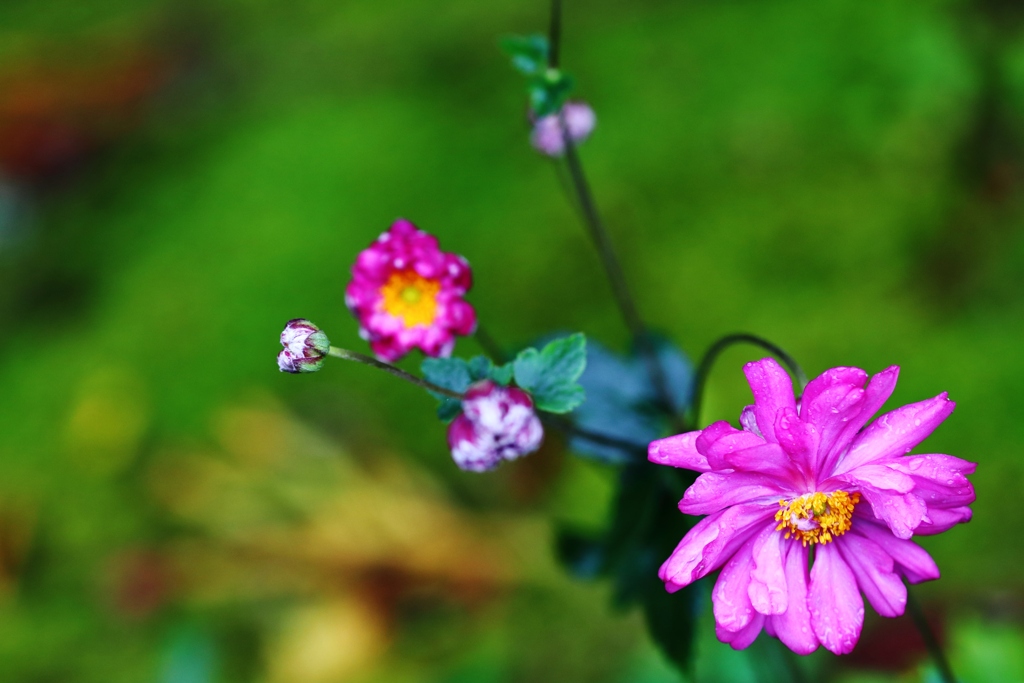 　雨に咲く花