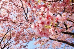 　桜の樹の下で