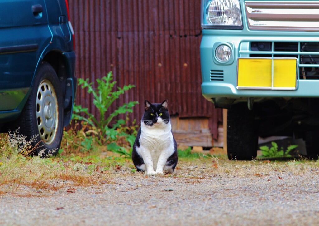 　 hello　♪