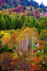 　野山の錦