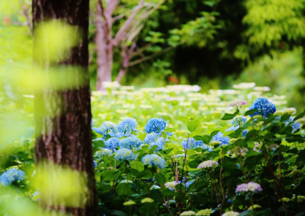 雨上がりに　咲く花のように・・