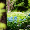 雨上がりに　咲く花のように・・