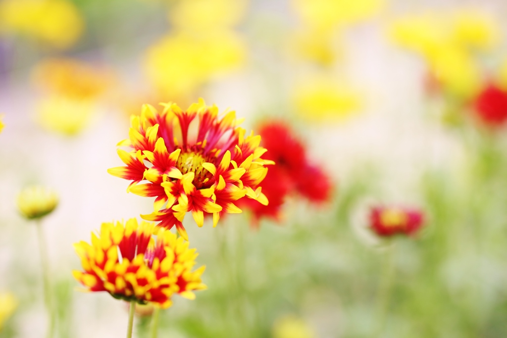 　おひさまの花
