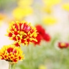 　おひさまの花