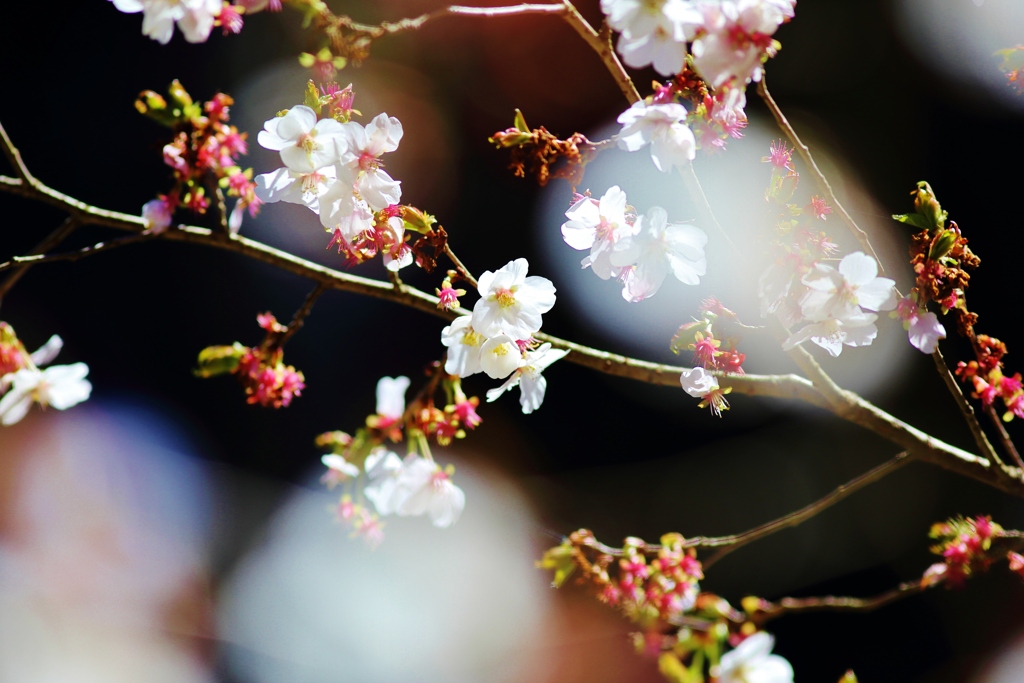  　春に桜が咲くように・・