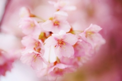 　桜花