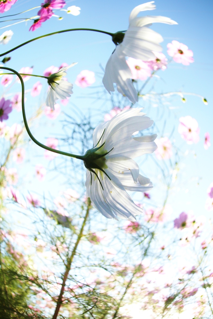 cosmos　watching