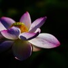 　lotus