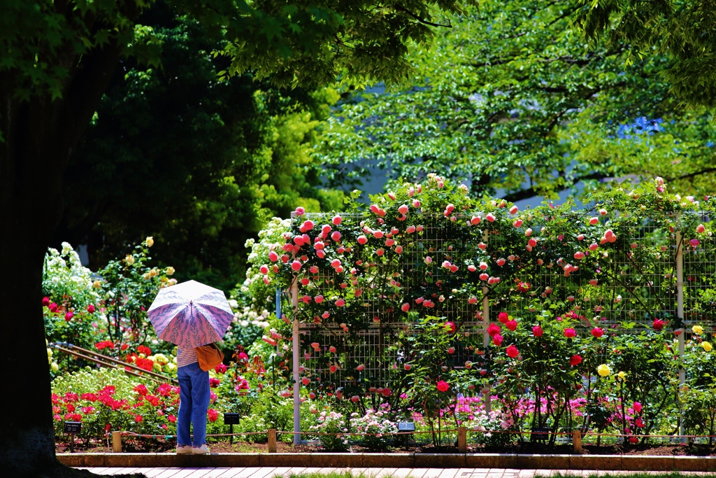 　garden