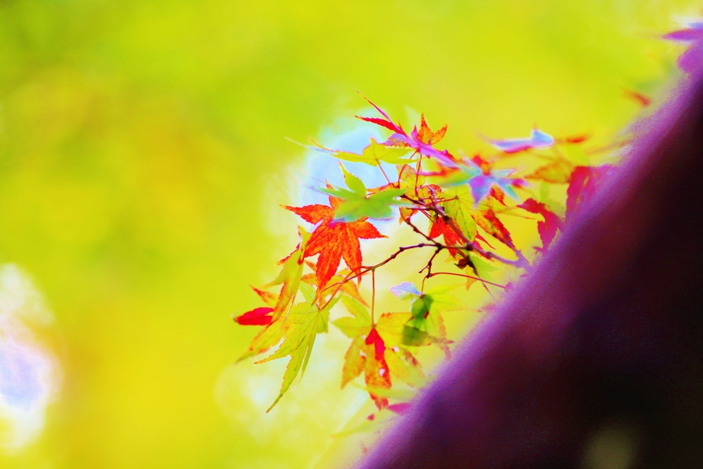 　autumn　 leaves