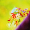 　autumn　 leaves