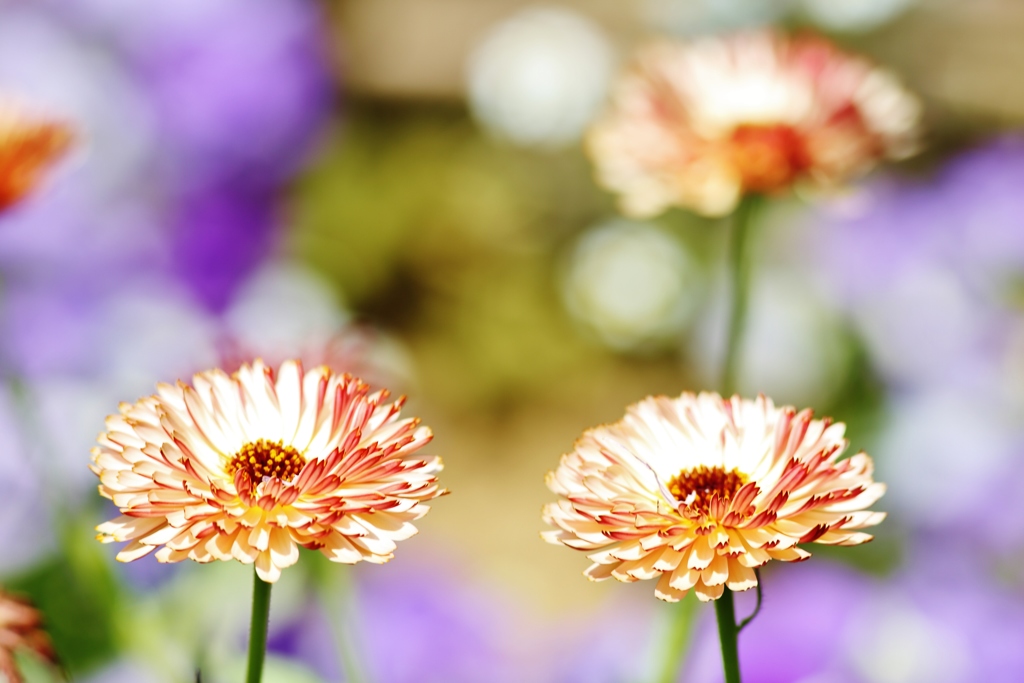 おひさまの　花