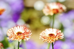おひさまの　花