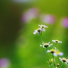 　野に咲く　花のように　♪