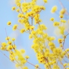 　春黄金花