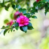 　冬の華