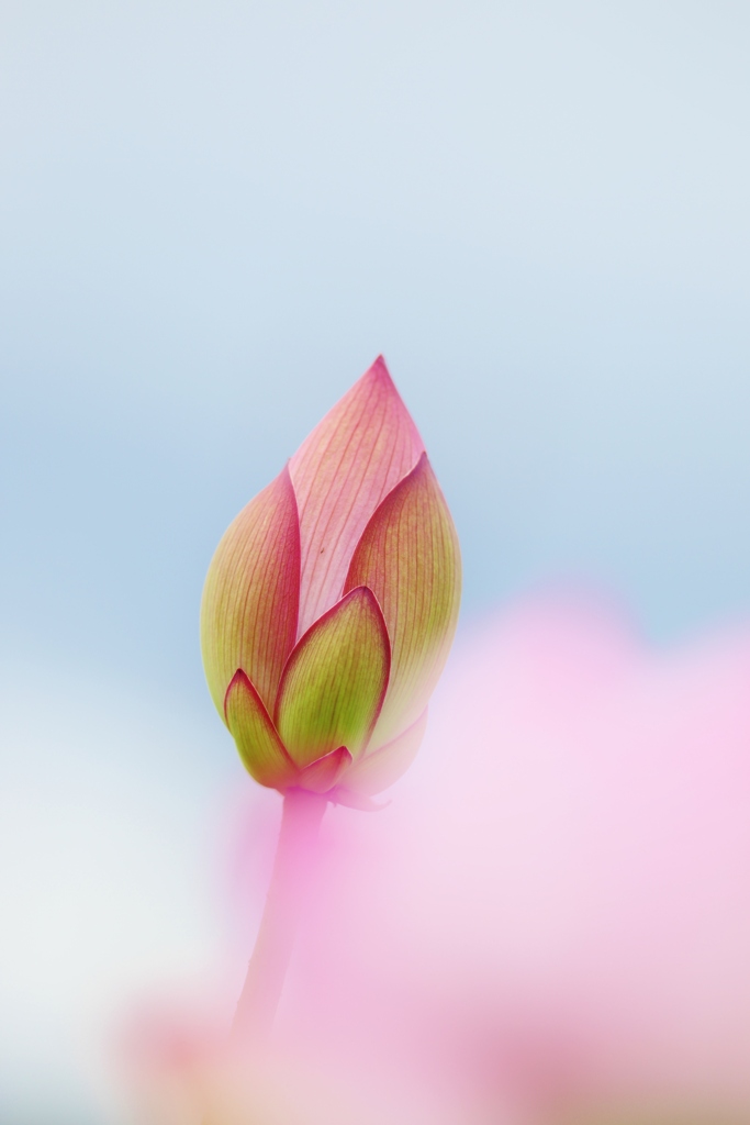 　まあ～だだよ～
