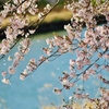 　春のスケッチ　4